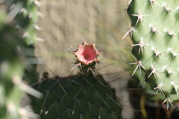 Opuntia erinacea var. utahensis OPUNCJA CIERNISTA kwiat różowy cactus