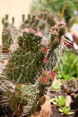 Opuntia erinacea var. utahensis OPUNCJA CIERNISTA kwiat różowy cactus