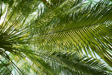 Bright green fresh palm tree long leaves view from the bottom up. Background of tropical leaves in a botanical subtropical garden, tropical park, jungles, rainforest in summer. Palm branches abstract.