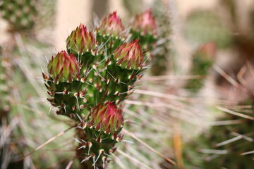 Opuntia erinacea var. utahensis OPUNCJA CIERNISTA kwiat różowy cactus