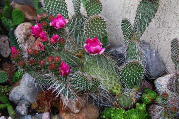 Opuntia erinacea var. utahensis OPUNCJA CIERNISTA kwiat różowy cactus
