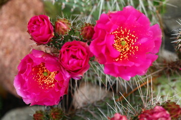 Opuntia erinacea var. utahensis OPUNCJA CIERNISTA kwiat różowy cactus