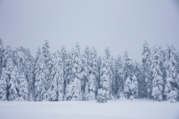 Snowy Trees in the Golcuk National Park, Bolu Turkey