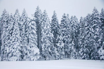 Snowy Trees in the Golcuk National Park, Bolu Turkey