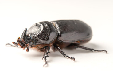 Beetle Oryctes rhinoceros isolated on white background