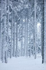 Naklejka premium Snowy Trees in the Golcuk National Park, Bolu Turkey