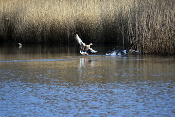 Fliegende Stockenten
