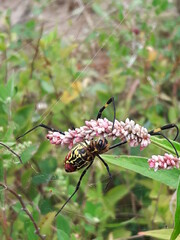 A spider on flower