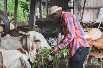African  farmer  feeding cows with hay and grass on animal farm. Agriculture and animal farm concept