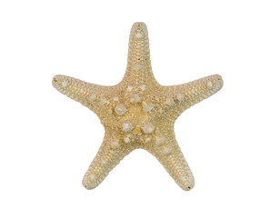 Starfish, isolate on a white background.