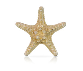 Starfish, isolate on a white background.