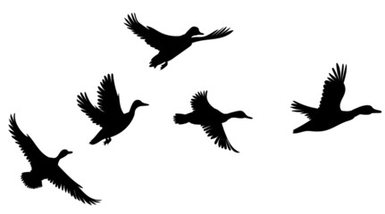Obraz premium flock of flying ducks silhouette isolated