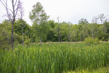 Long grass with tree background
