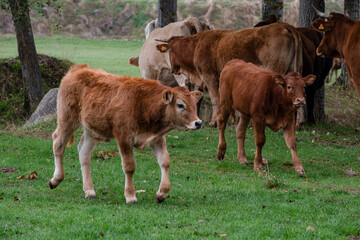 herd of cows and calves at a waterhole, Santo Domingo de Silos, Burgos province, Spain