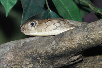 Close up head king cobra is dangerous snake