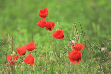 Champ de coquelicots