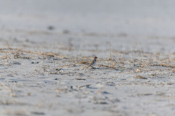 Sandpipers (Calidris) on the sandy beach  of the island of Juist on a sunny day
