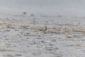 Sandpipers (Calidris) on the sandy beach  of the island of Juist on a sunny day