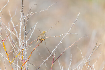 Meadow pipit (Anthus pratensis) on a bush  that is not yet green
