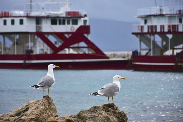 seagulls at the rocky shore in port of Elafonisos in Greece