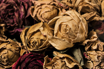 Fototapeta na wymiar dried rose. Withered roses.selective focus point