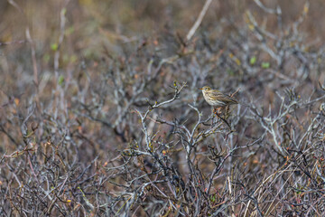 Meadow pipit (Anthus pratensis) on a bush  that is not yet green