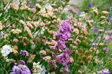 Pinkfarbene Levkoje (Matthiola incana) inmitten von lachsfarbener Staticepflanzen (Limonium).