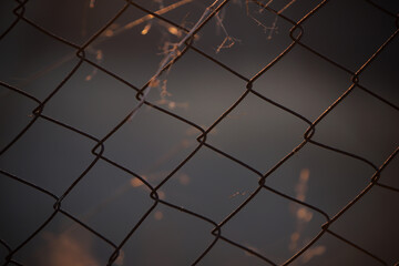 Fototapeta premium texture photo lattice fence