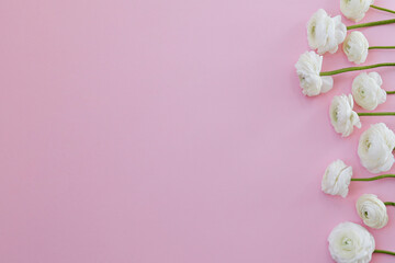 Beautiful tender white ranunculus bouquet laid in a row over isolated pink background. Visible petal structure. Composition with persian buttercups. Top view, close up, copy space, cropped image.