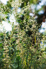 Branch of cannabis and marijuana. Ganja, hemp beautiful tree.