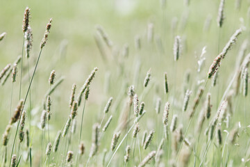 Green meadow of sedges swaying in the wind - obrazy, fototapety, plakaty