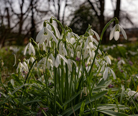 snowdrop on a meadow in early spring, central europe