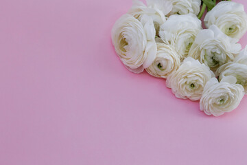Studio shot of beautiful bouquet of white ranunculus flowers over bright pink background. Close up composition with persian buttercups. Top view, isolated, copy space for text.
