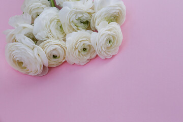 Studio shot of beautiful bouquet of white ranunculus flowers over bright pink background. Close up composition with persian buttercups. Top view, isolated, copy space for text.