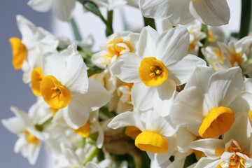 Obraz premium Lush bouquet of white-yellow daffodils isolated on white background. Tender minimalistic spring flowers composition. Top view, copy space for text, flat lay, close up.