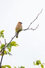 Cedar Waxwing, bird sitting in a tree