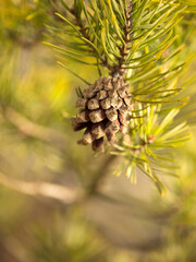 Sprig of pine in the morning sun