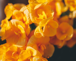 close up of yellow flower