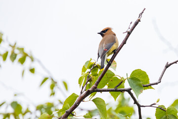 Cedar Waxwing, bird sitting in a tree