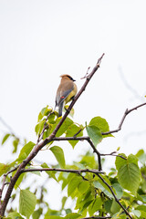 Cedar Waxwing, bird sitting in a tree
