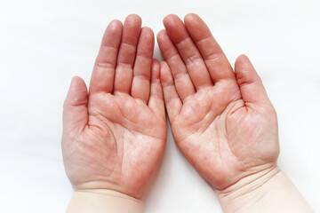 Two female palms on a white background