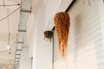 dry plant in a pot	hanging on the ceiling