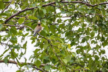 Cedar Waxwing, bird sitting in a tree
