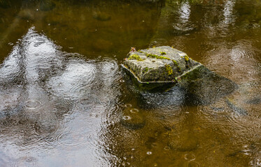 Rain On Small Pond 3