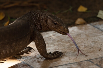 Water monitor sticking its tongue out to smell its surroundings