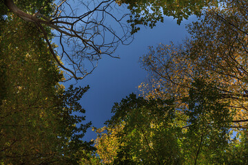 View of the sky through the trees. Blue sky in a frame of trees. Leaves of trees on a background of the sky.