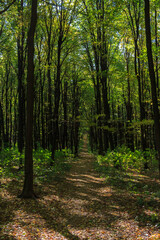 Trail in the woods. Hiking. Outdoor recreation. Healthy Lifestyle. Weekend.