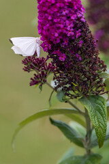 White butterfly sitting on purple flowers