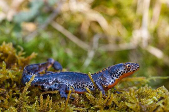 Alpine newt
