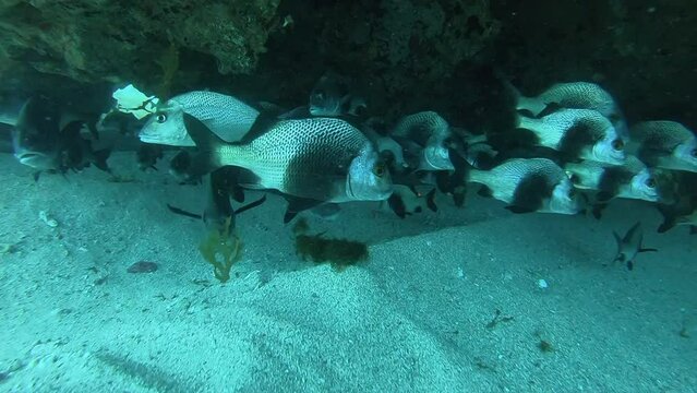 A black margate fish shoal seen in a scuba diving in Fernando de Noronha, Brazil. Marine life